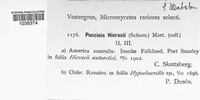 Puccinia hieracii image